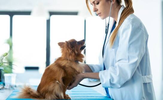 Dlaczego regularna kontrola stanu zdrowia jest ważna dla zwierząt starszych?