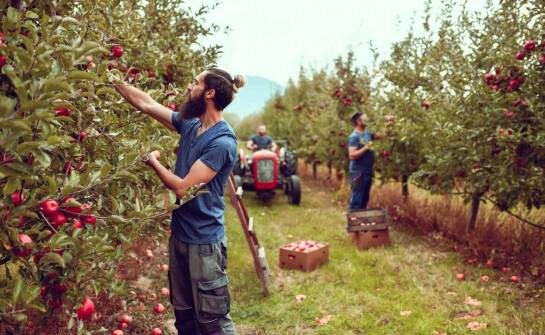Wpływ obierania owoców na jakość soku w sokowirówkach