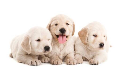 W jaki sposób behawiorysta zwierzęcy z Wrocławia może pomóc w socjalizacji szczeniaka?