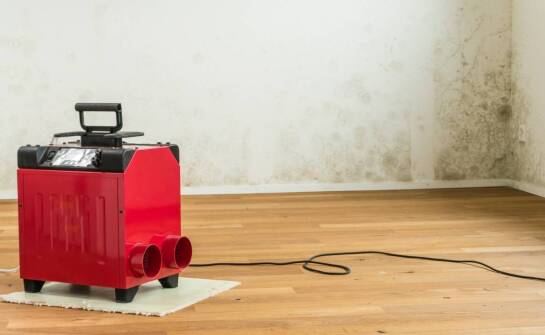 Jakie technologie wspierają proces skutecznego odgrzybiania ścian?