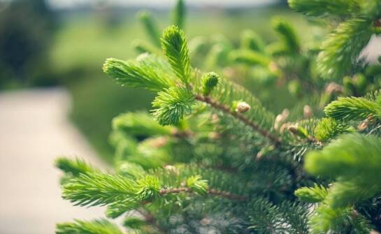 Świerk pospolity - jakie ma znaczenie w przydomowych ogrodach?