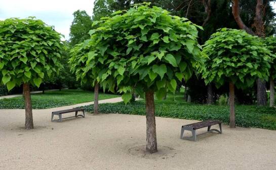 Wpływ katalpy na pniu na estetykę i funkcjonalność ogrodu