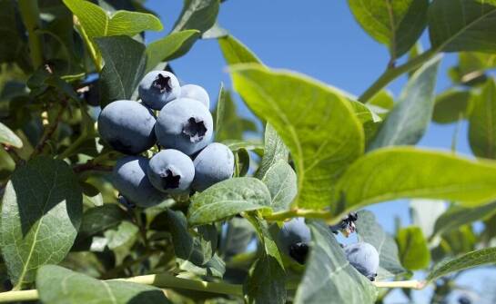 Kiedy i czym nawozić borówkę amerykańską?