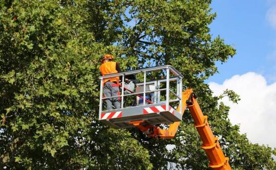 Dlaczego warto inwestować w profesjonalne ekspertyzy dendrologiczne?
