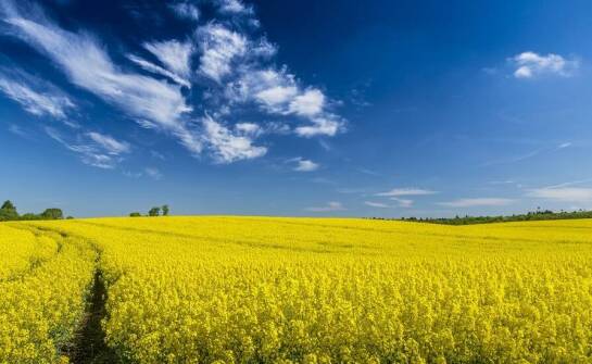 Wybór odpowiedniej suszarni do rzepaku: kluczowe czynniki do rozważenia