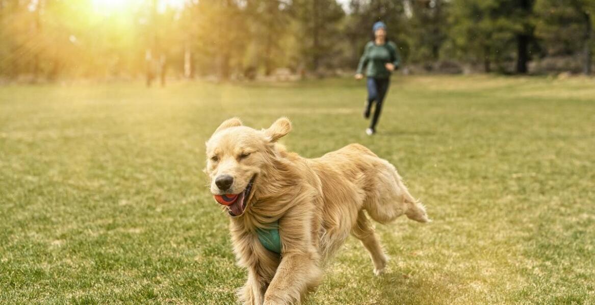 Jak ogony wołowe wspierają zdrowie i aktywność fizyczną psów wszystkich ras?