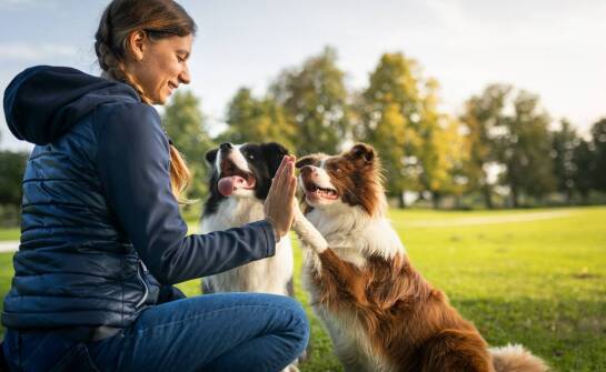 Jak zestawy przysmaków pomagają w adaptacji szczeniaka do nowego domu?