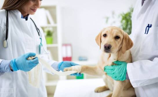 W jaki sposób weterynarz może pomóc w leczeniu chorób ortopedycznych u zwierząt?