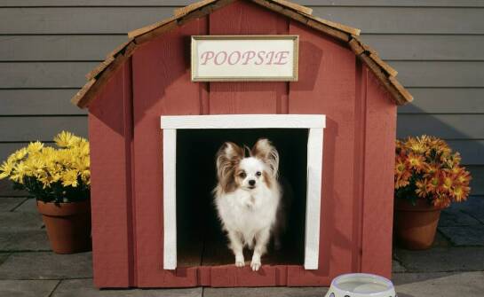 Co oferują nowoczesne hotele dla psów w zakresie opieki i rozrywki?