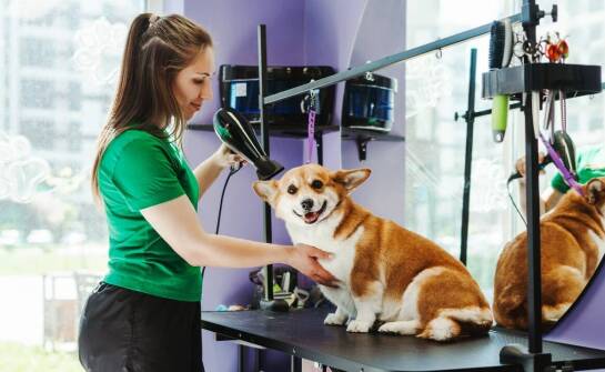 Pakiety pielęgnacyjne dla psów – co oferuje salon w Piastowie?