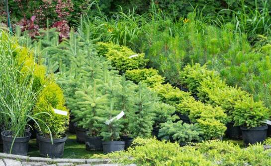 Jak dbać o młode sadzonki roślin iglastych?