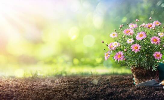 Zastosowanie płótna ogrodniczego w ochronie roślin przed szkodnikami