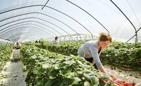 Praca w Holandii a kwestie zakwaterowania dla pracowników szklarni