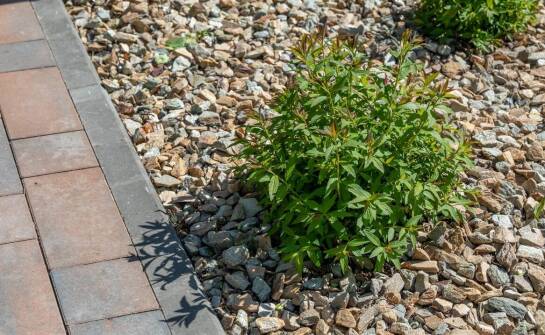 Jakie są najnowsze trendy w aranżacji ogrodów z krzewami trzmielina?