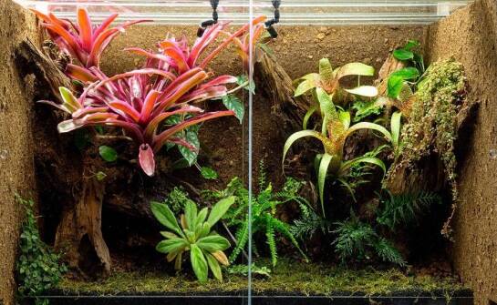 Generator mgły do terrarium jako kluczowy element aranżacji tropikalnego środowiska