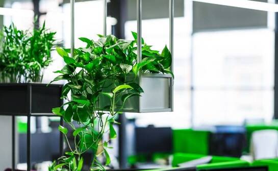 Jak wprowadzić zieleń do biura?