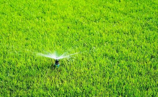 Trawniki rolowane: Jakie metody nawadniania są najbardziej efektywne?