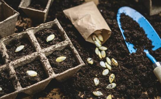 Jakie są korzyści z wyboru nasion brokuła Andersia dla profesjonalnych hodowców?