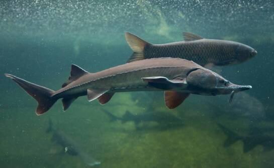 Jak przechowywać pokarm dla glonojadów, aby zachować jego świeżość?