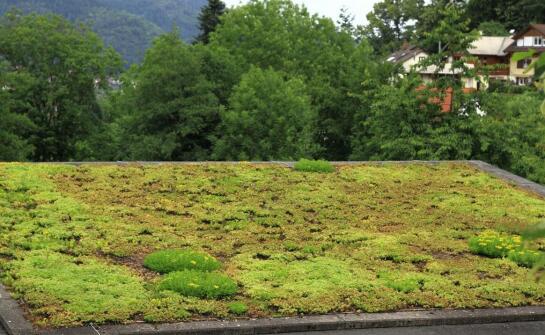 Rola zielonych dachów w retencji wody deszczowej i jej znaczenie dla środowiska