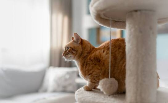 Rola diety w rekonwalescencji kota po sterylizacji u weterynarza w Suchym Lesie