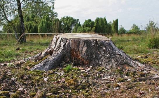Znaczenie frezowania pni w utrzymaniu estetyki terenów zielonych