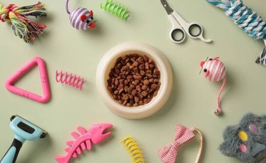 Spacery z psem w Płocku - jak zapewnić bezpieczeństwo i komfort Twojemu pupilowi?