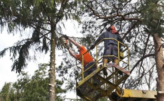 Wpływ profesjonalnej wycinki drzew na bezpieczeństwo mieszkańców