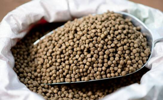 Jak ocenić jakość karmy pod kątem zawartości białka dla psa?