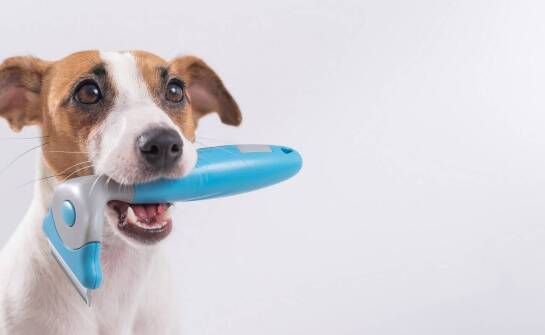 Jakie korzyści płyną z połączenia obroży elektrycznych z lokalizatorami GPS?