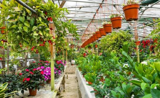 Jak zmieniają się opinie o pracy w szklarniach z perspektywy czasu?