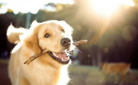 Jakie zabawki dla psów są najlepsze do nauki aportowania?