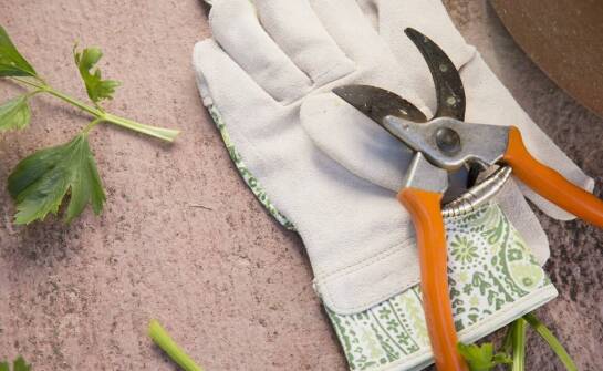 Wynajem sekatorów ogrodowych – elastyczne opcje dla profesjonalistów i amatorów