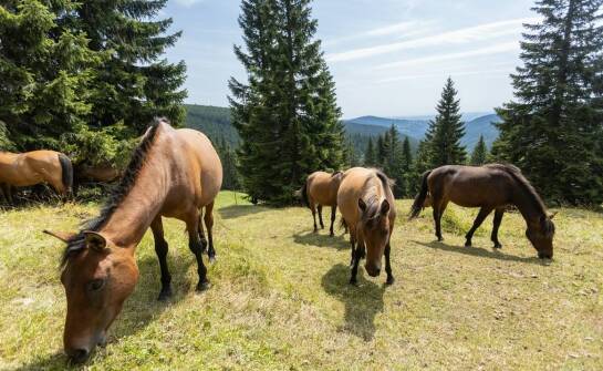 Wzorce rasowe w hodowli kangali: Co warto wiedzieć?