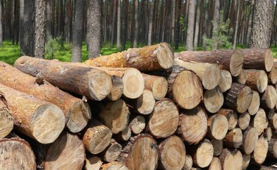 Logistyka transportu drewna – wyzwania i rozwiązania