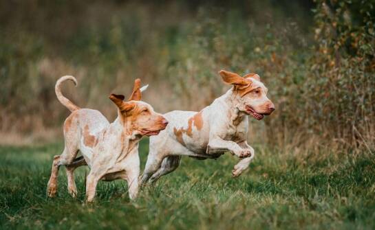 Jak odpowiednia socjalizacja wpływa na zachowanie Bracco Italiano w łowisku?