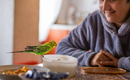 Jakie przysmaki dla ptaków warto wybrać, aby zapewnić im zdrową dietę?