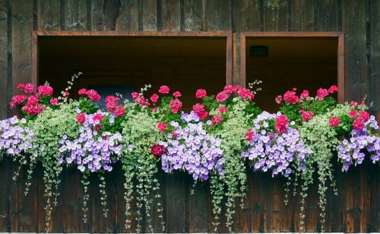 Skrzynka na kwiaty balkonowa: wpływ koloru na aranżację przestrzeni