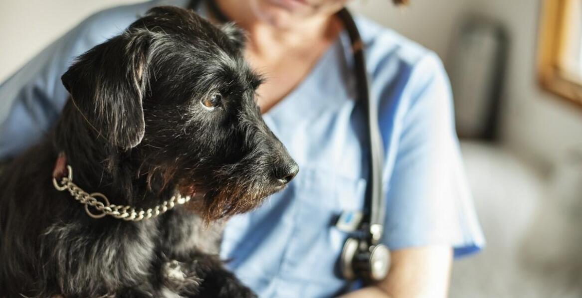 W jaki sposób całodobowa dostępność usług weterynaryjnych zwiększa bezpieczeństwo pupila?
