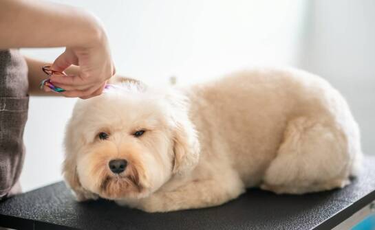 Czy furminatory są bezpieczne dla zwierząt z wrażliwą skórą?