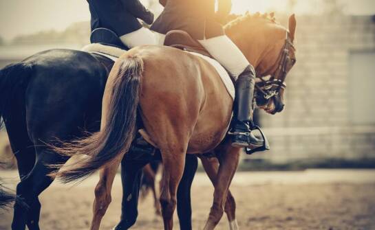 Jak projektować hale jeździeckie z myślą o przyszłości?