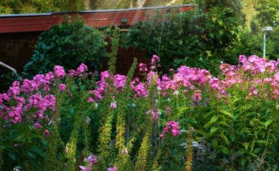 Jak pielęgnować krzewuszkę rumba, aby cieszyć się obfitym kwitnieniem?