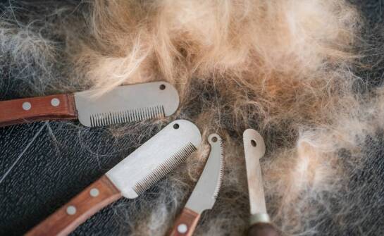 Najlepsze praktyki przy użyciu nożyc do strzyżenia owiec – co warto wiedzieć?