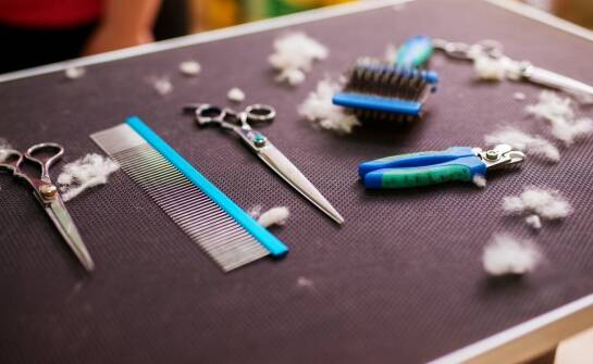 Furminatory a zdrowie skóry: jak wybrać odpowiedni model dla swojego zwierzęcia?