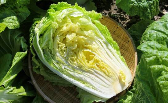 Wpływ lokalnych surowców na kapustę kiszoną od producenta