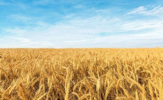 Jak jakość obsługi klienta w skupie zbóż we Włocławku wpływa na satysfakcję rolników?