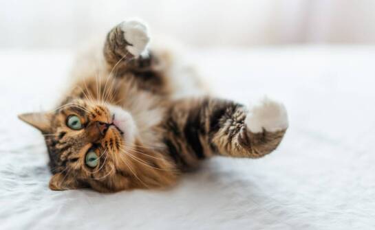 Jakie są korzyści z posiadania kota z rodowodem FPL (FIFe)?