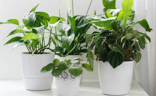 Wpływ zraszania roślin na wilgotność powietrza w pomieszczeniach