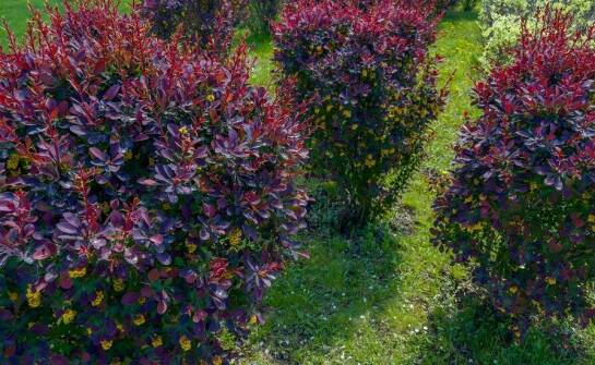 Krzewy ozdobne Warszawa: Jakie są najłatwiejsze w uprawie?