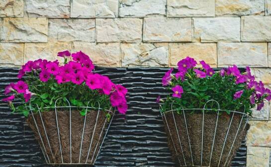 Jakie są zalety uprawy kwiatów na pniu w donicy na balkonie?